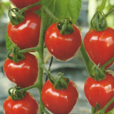 Tomaten zaden